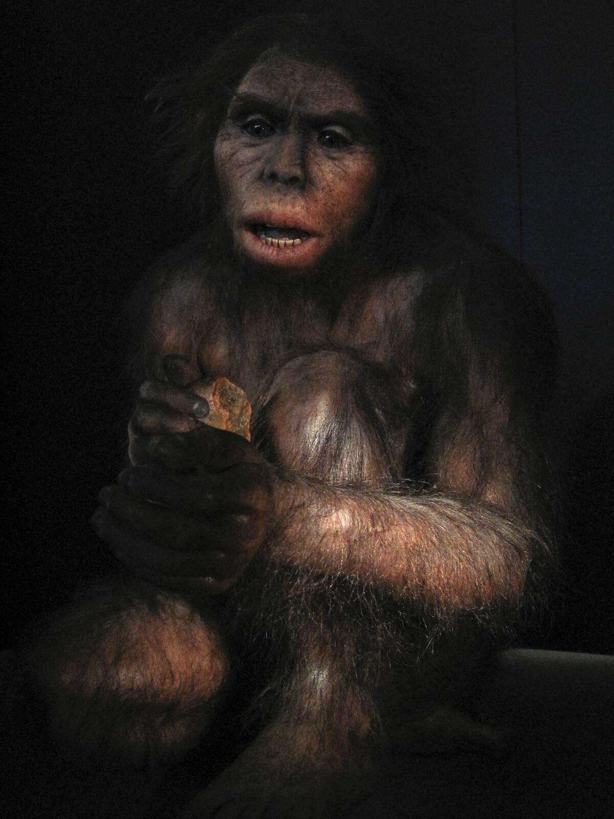 Homo Habilis In The Museum Of Human Evolution, Burgos