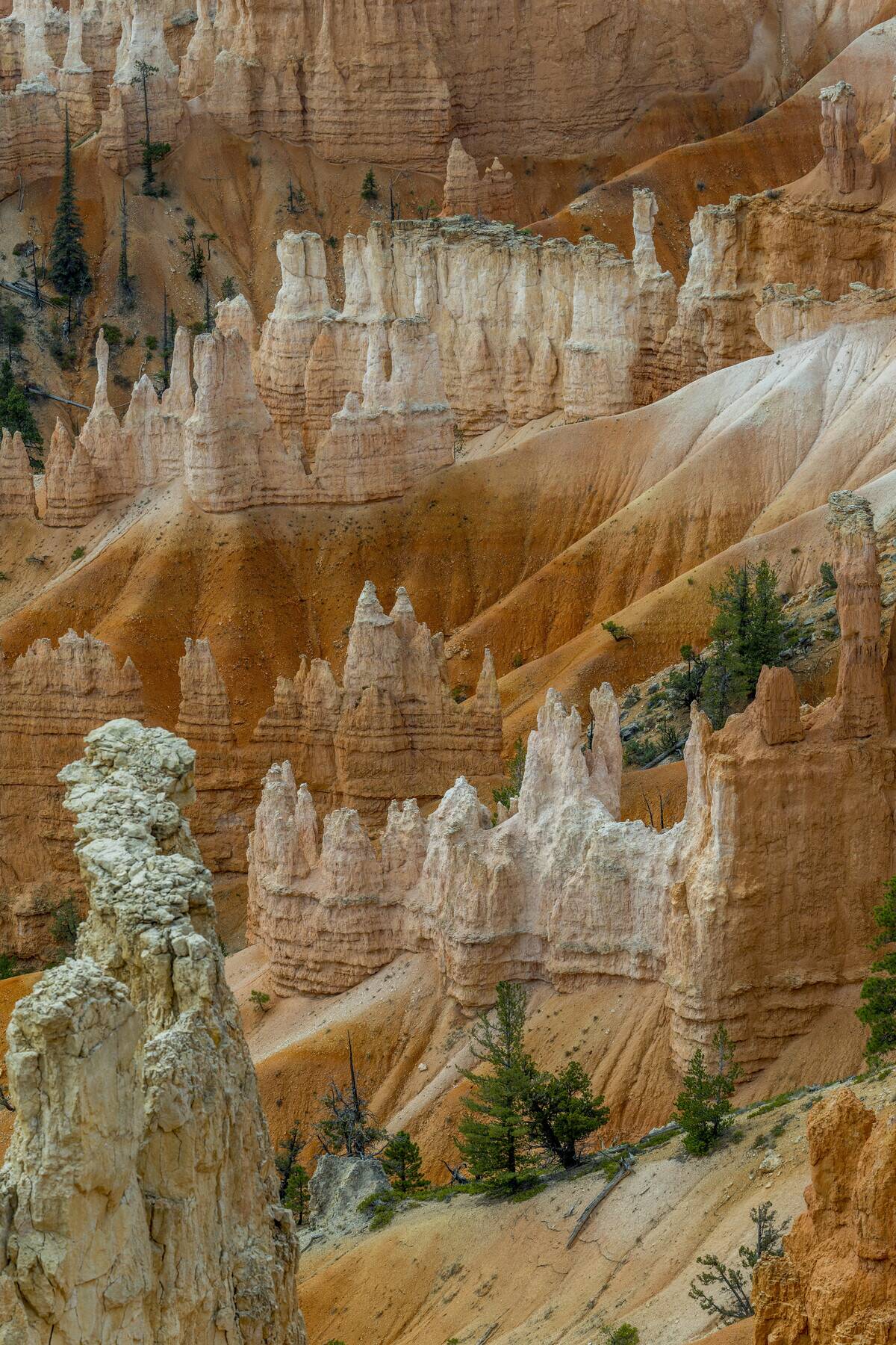 Hoodoo rock formations in the Queens Garden, Bryce Canyon...