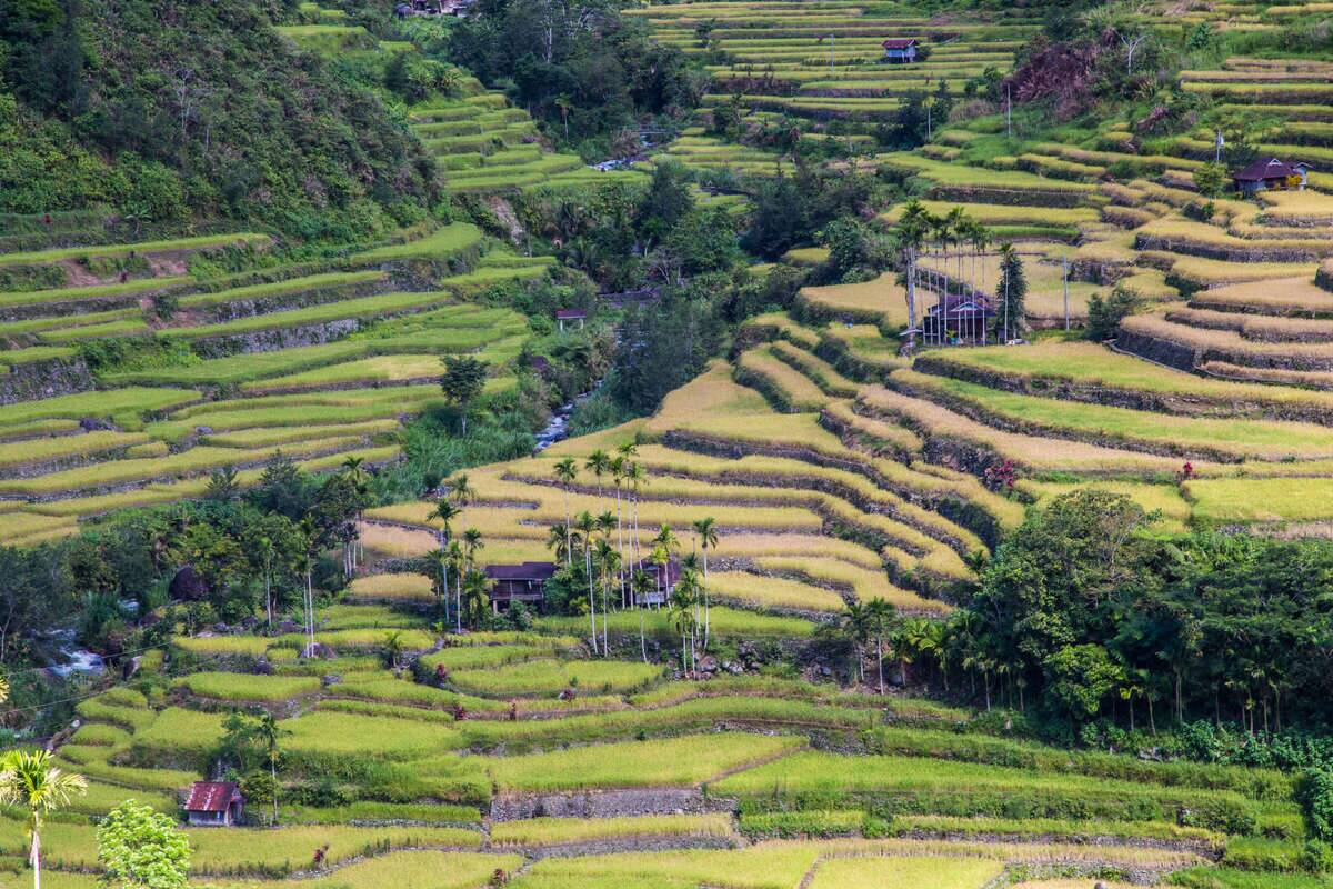 Hungduan Hapao rice terraces near Banaue is expansive with...