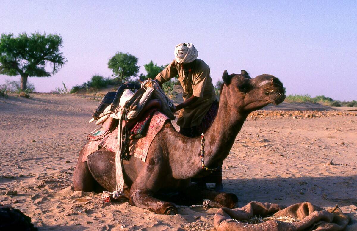 India: Loading a camel in the early morning light in the Thar Desert near Jaisalmer.
