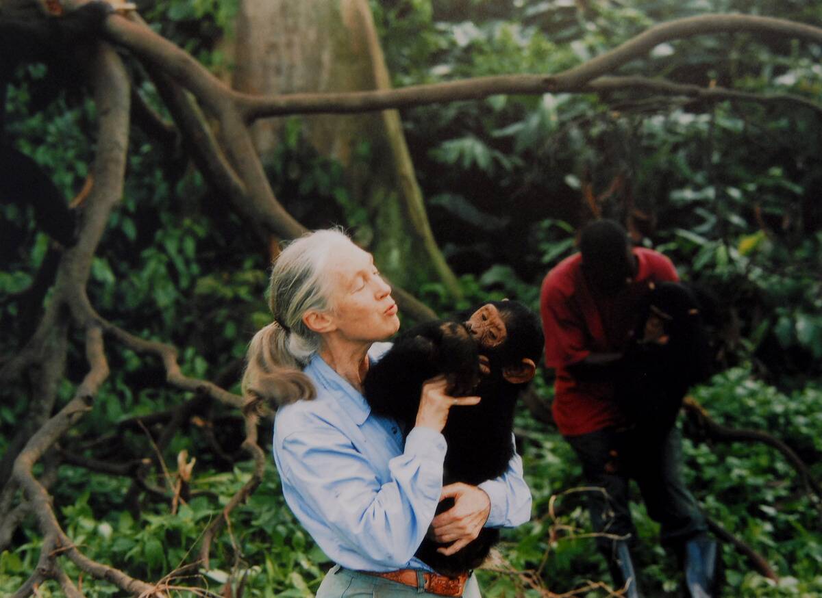 Jane Goodall, English primatologist, ethologist, and anthropologist, with a chimpanzee in her arms, c. 1995