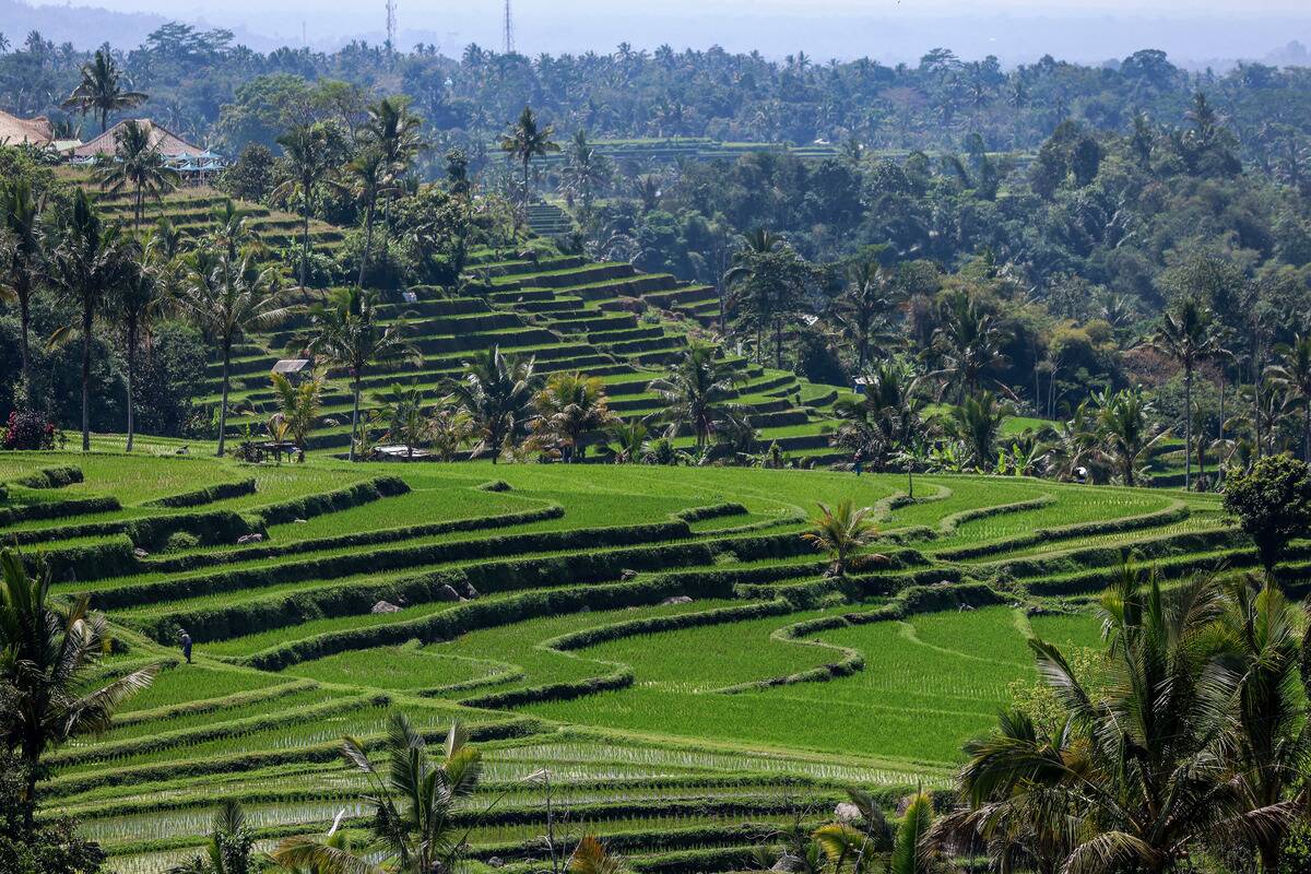 Jatiluwih Rice Terraces in Bali