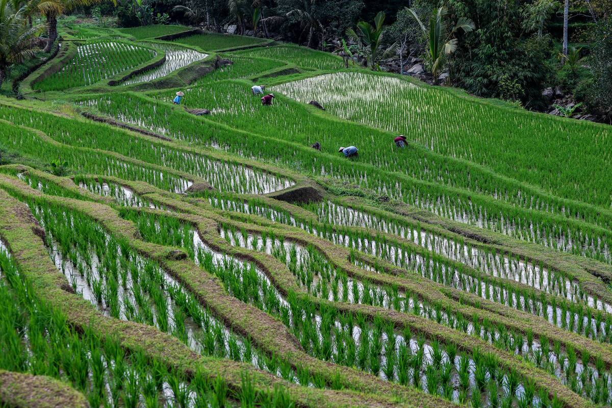 Jatiluwih Rice Terraces in Bali