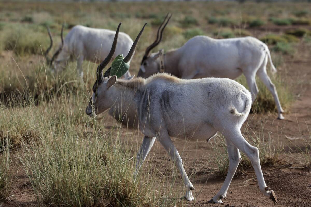 MOROCCO-NATURE-RESERVE