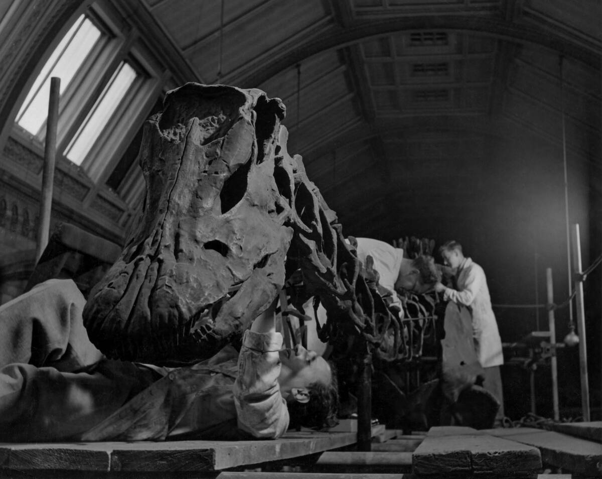 Natural History Museum - Diplodocus