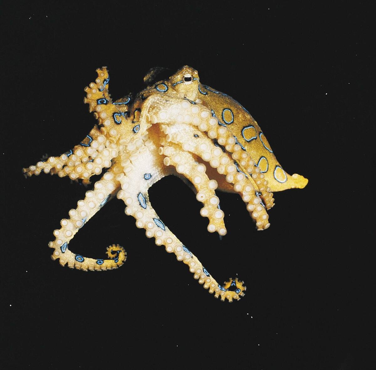Octopus