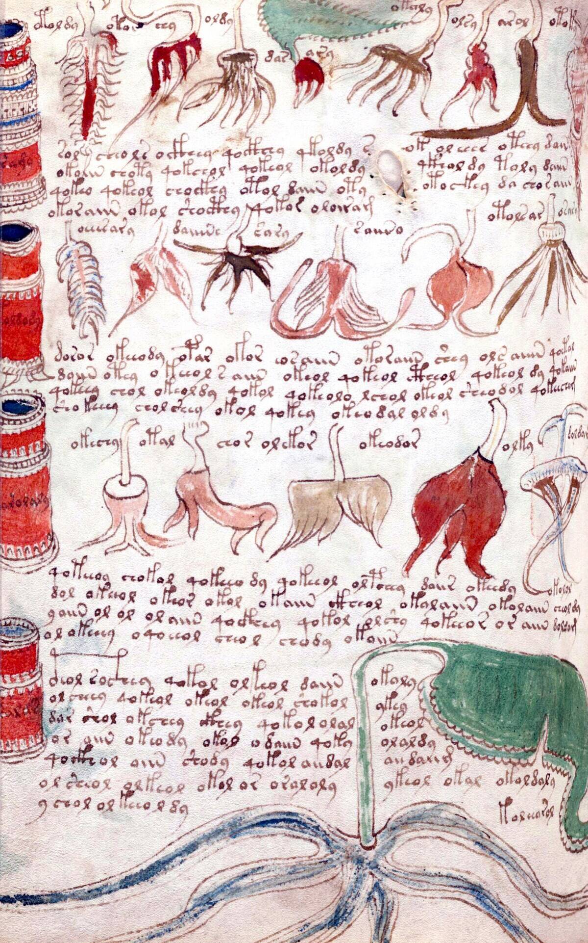 Page from The Voynich Manuscript.