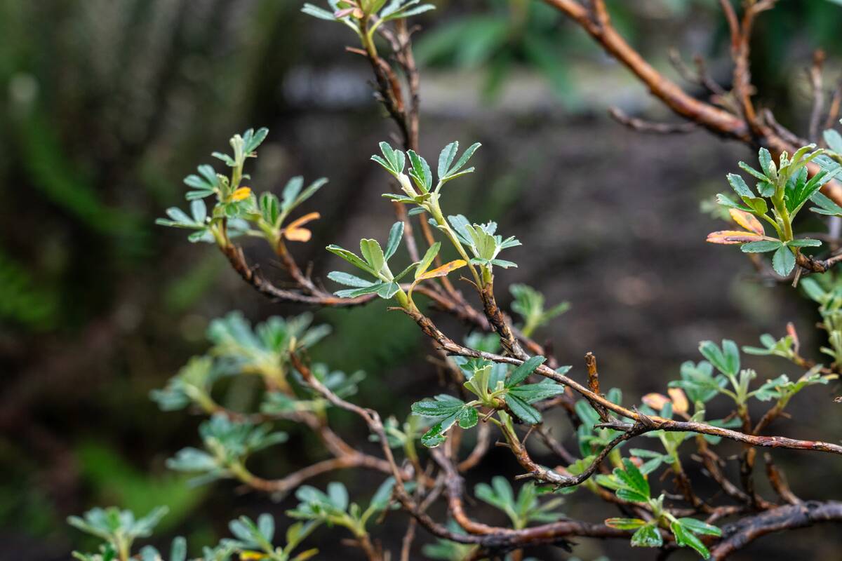Polylepis incana, a tree with paper-like bark in the paramo in Cotopaxi National Park in Ecuador