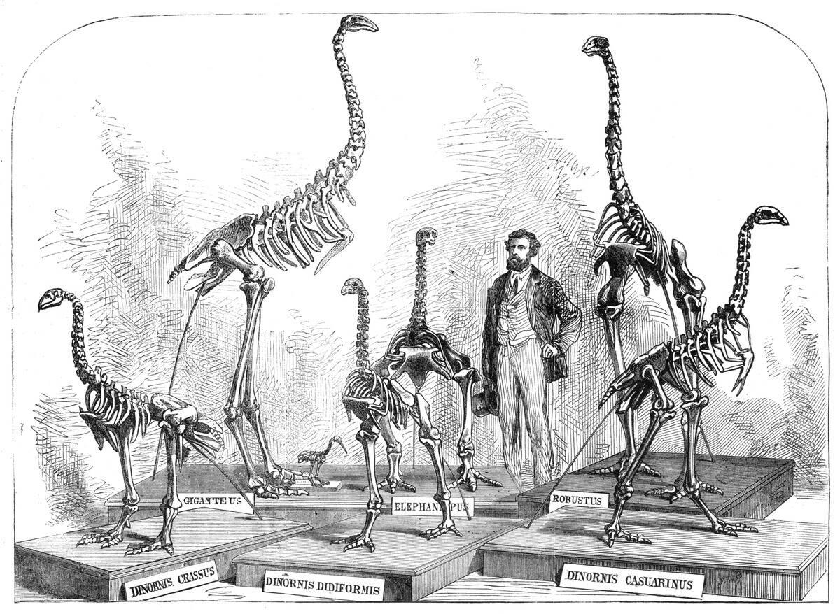 Skeletons Of The Dinornis In The Canterbury Museum
