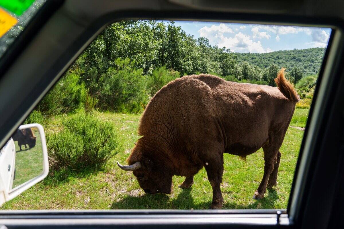 SPAIN-ENVIRONMENT-WILDFIRES-ANIMAL