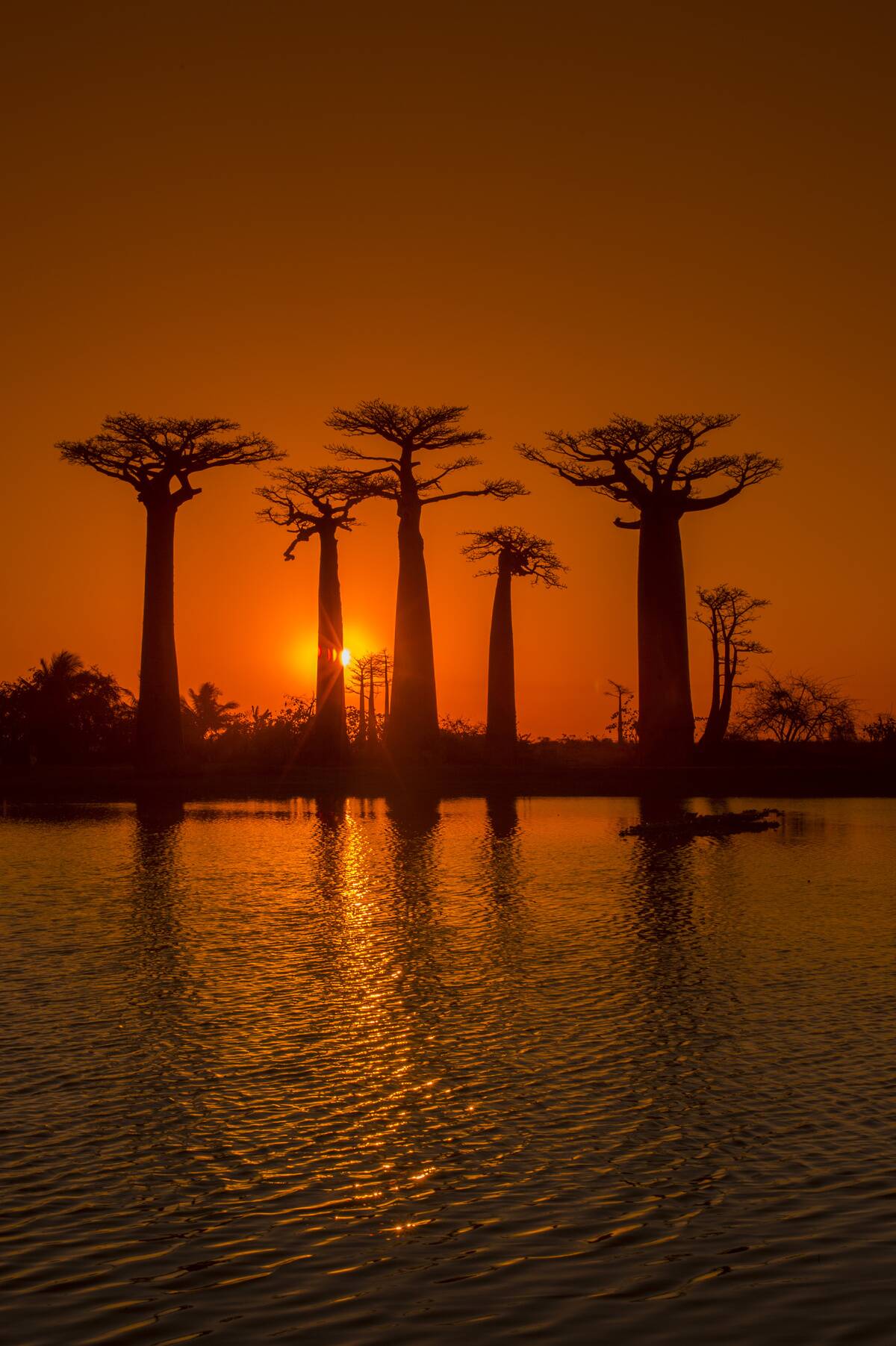 Sunset at Baobab Alley (Grandidier's Baobab trees Adansonia...