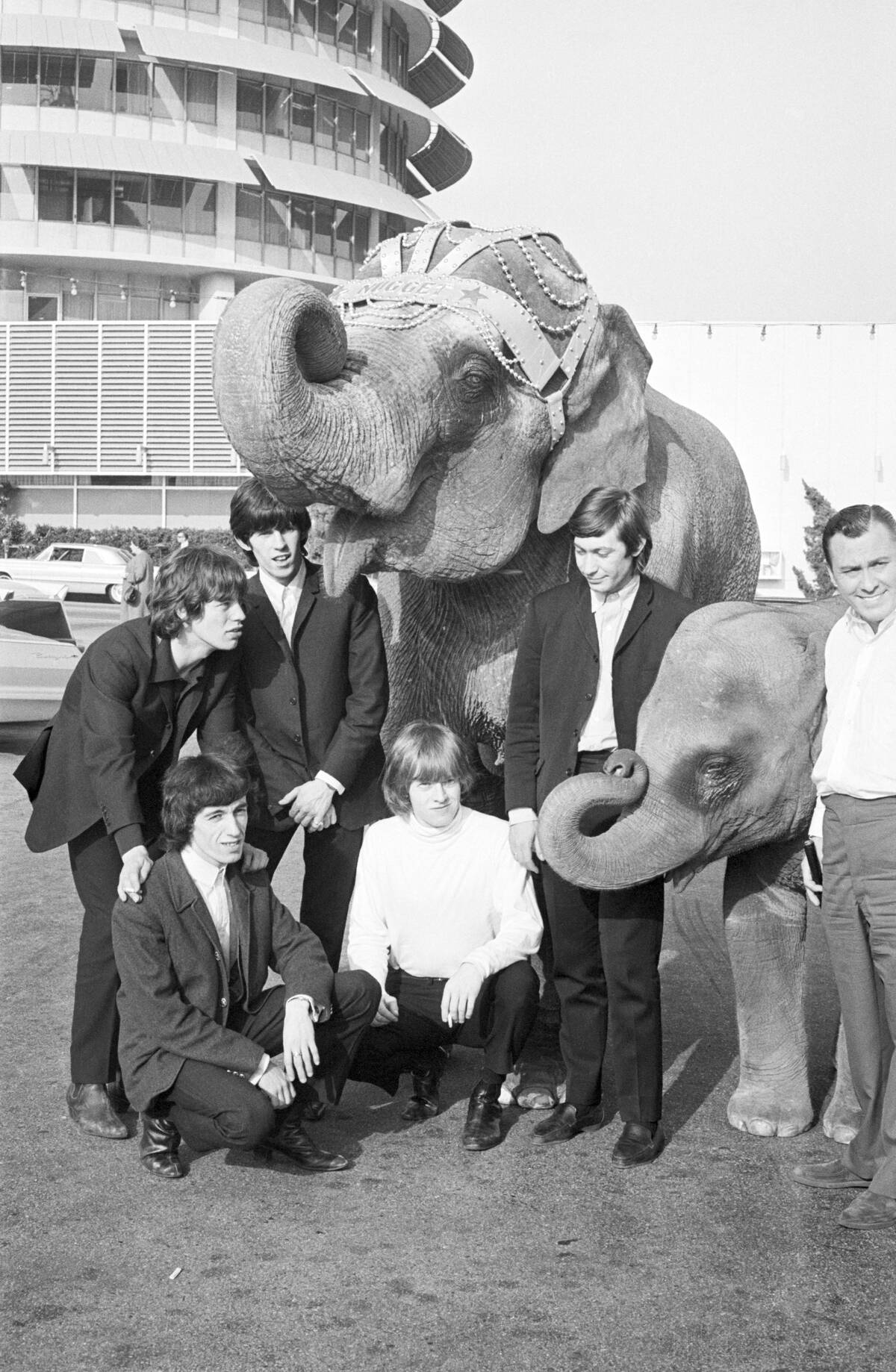The Rolling Stones with Elephants