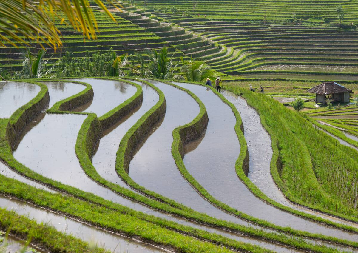 The terraced rice fields, Bali island, Jatiluwih, Indonesia...