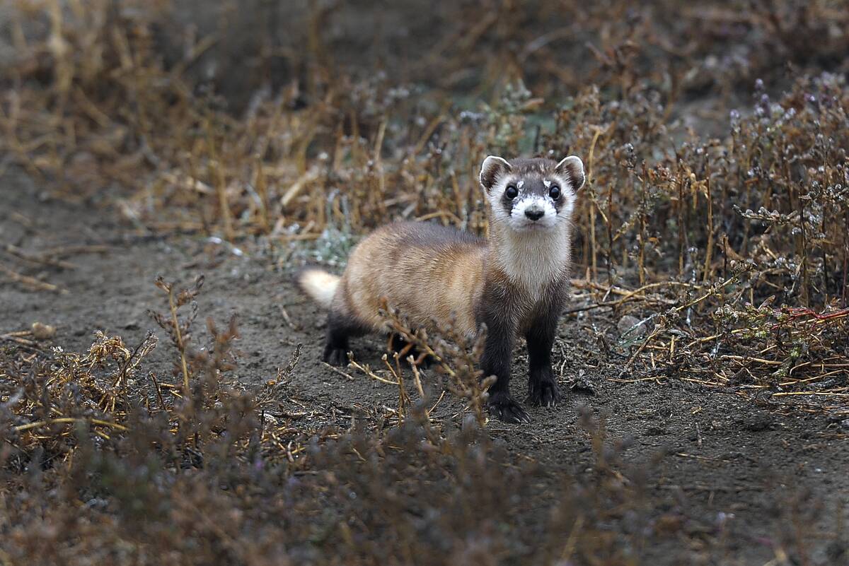 The U.S government through the U.S. Fish and Wildlife Service is breeding the black-footed ferret in captivity in northern Colorado.