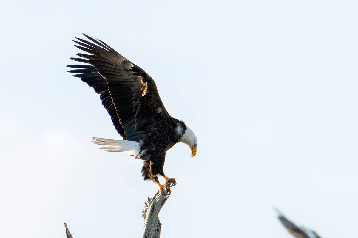Wildlife Bald Eagle In The Wetlands