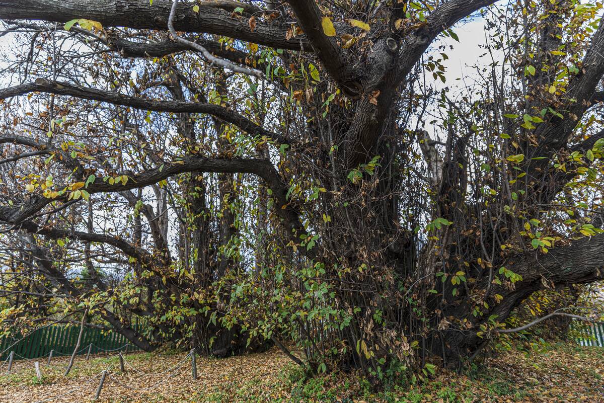 3000 years old chestnut tree in Italy's Catania