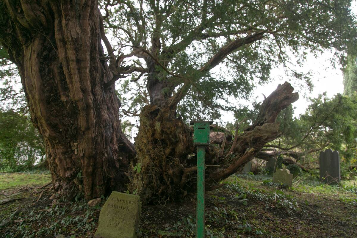 5,000-year-old Yew Tree in Wales