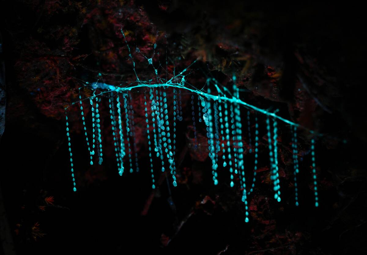 Arachnocampa_luminosa_290768813