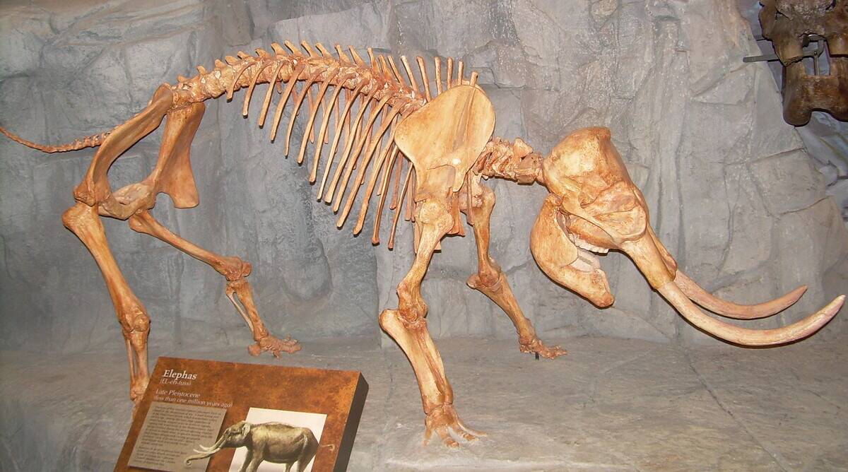 Elephas_skeleton