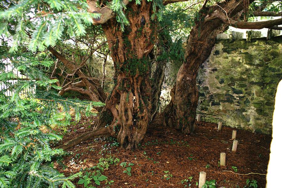 Fortingall-Yew-trunk