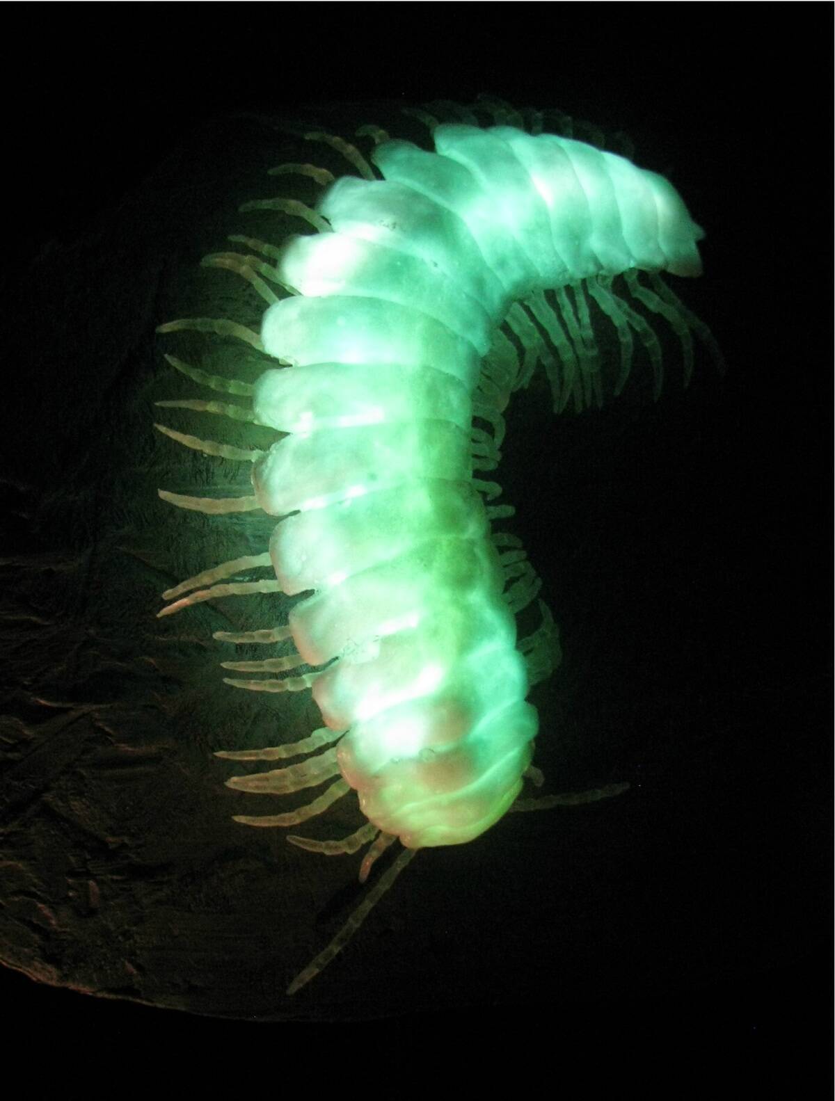 Glowing_millipede