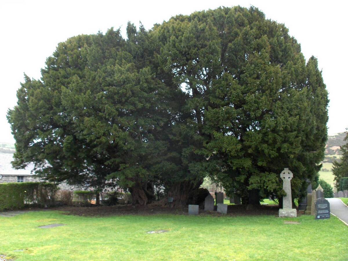Llangernyw_yew