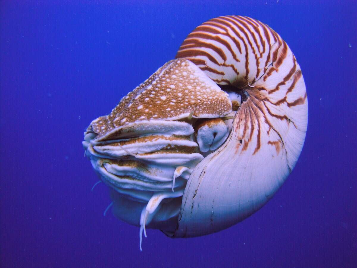 Nautilus_belauensis_from_Palau