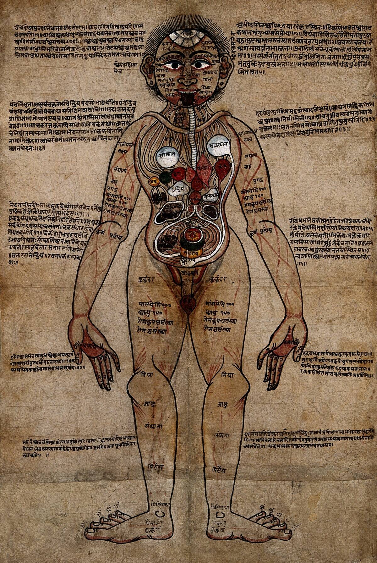Nepalese_anatomical_figure._Drawing,_ca._1800_(_)._Wellcome_V0036133 (1)