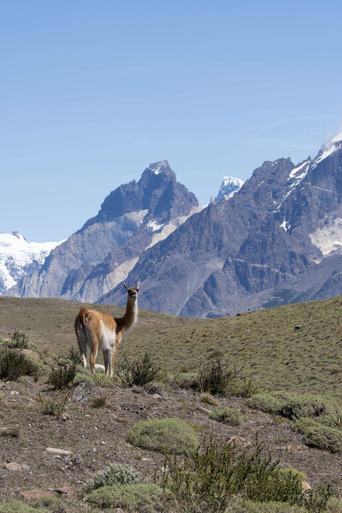 A guanaco (Lama guanicoe) male is guarding his territory in...