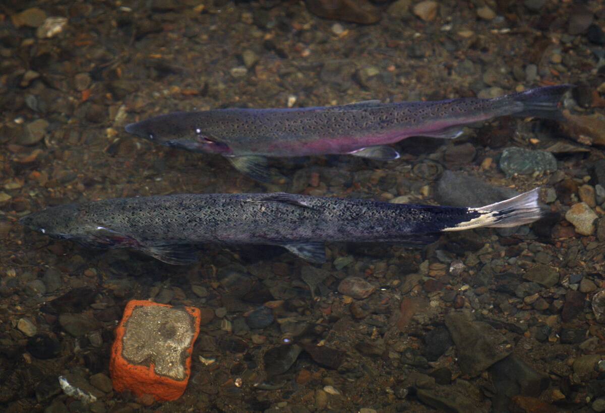 A mating pair of coho salmon swim above their nest in San Geronimo Creek in Forest Knolls, Calif., on Tuesday, Dec. 14, 2010.