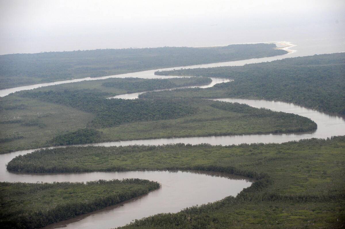 A river snakes in the Niger Delta mangro