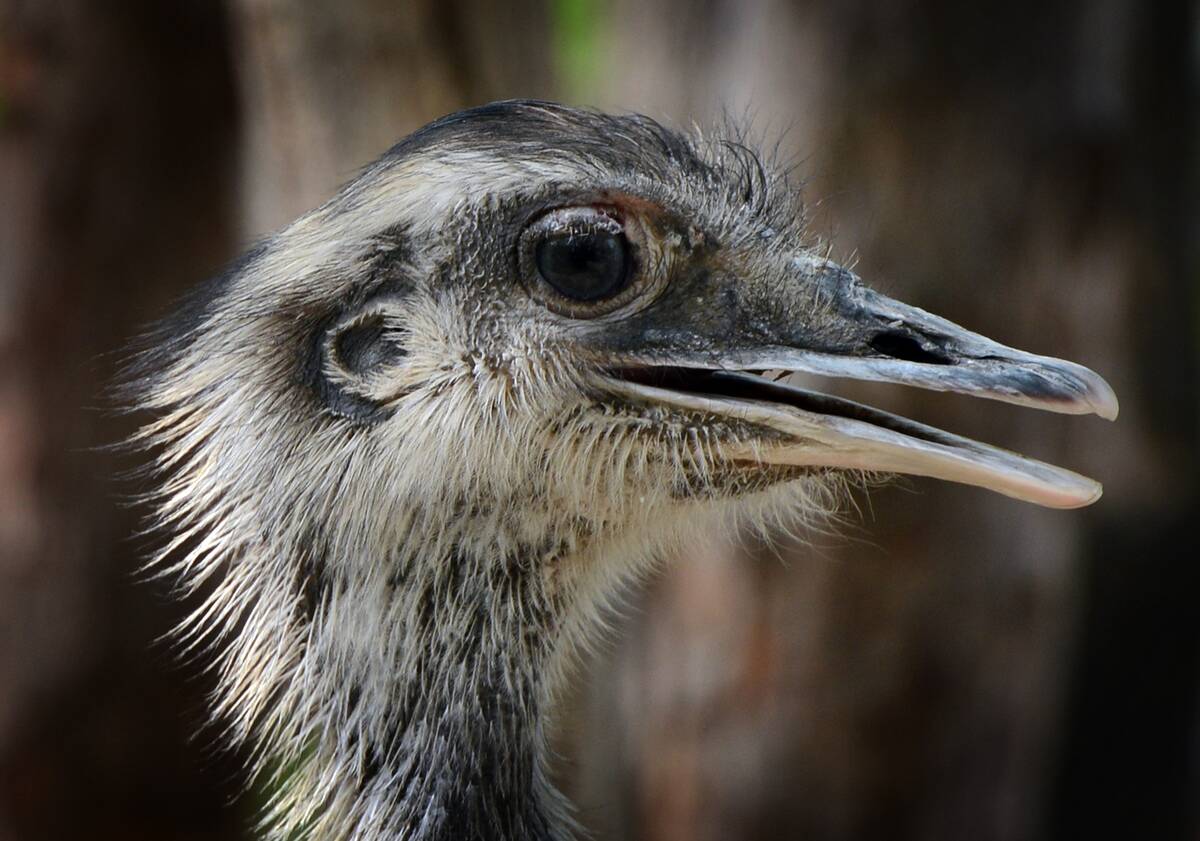An Emu looks on at the Australian animal