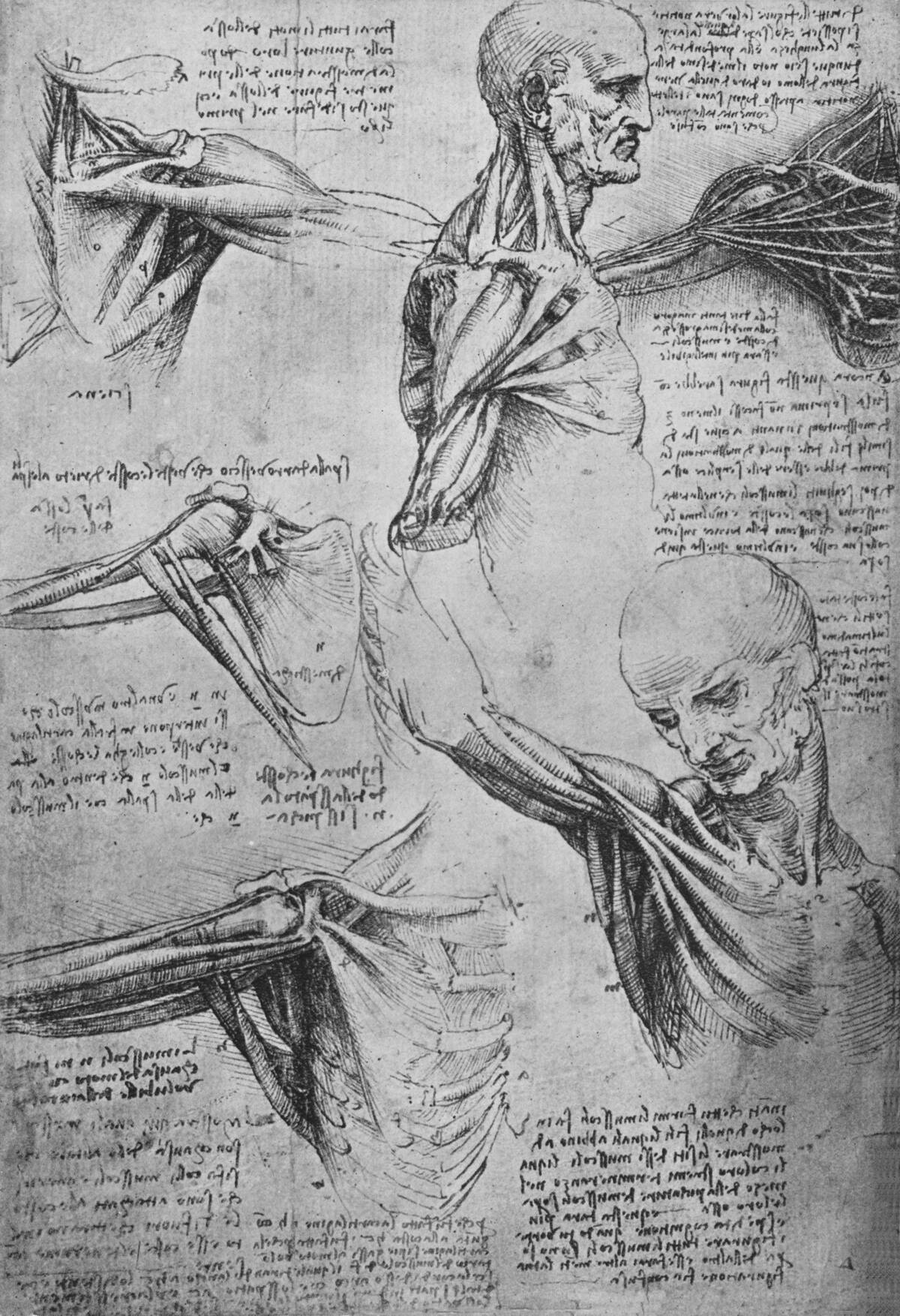 'Anatomical Studies of a Man's Neck and Shoulders', c1480