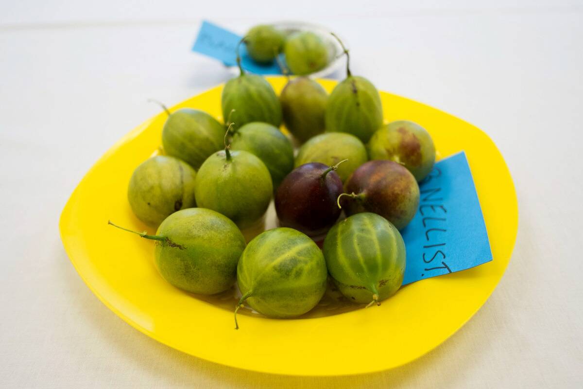 Annual Gooseberry Competition