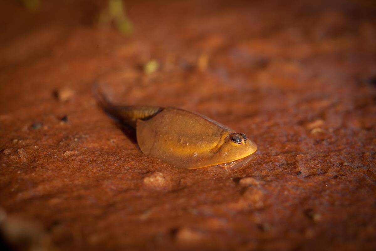 Australian shield shrimp, Triops australiensis