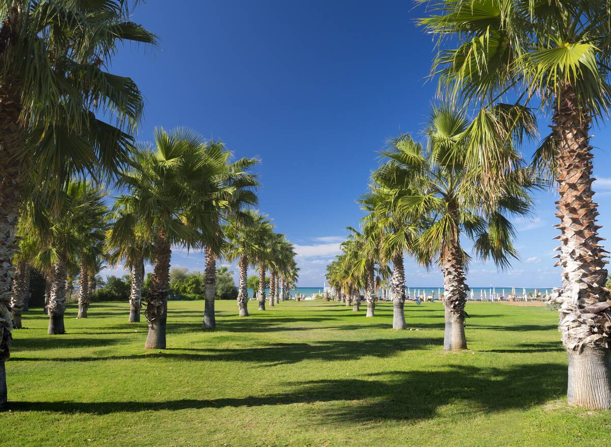 Avenue of palm trees to the beach, Campofelice di Roccella, Sicily