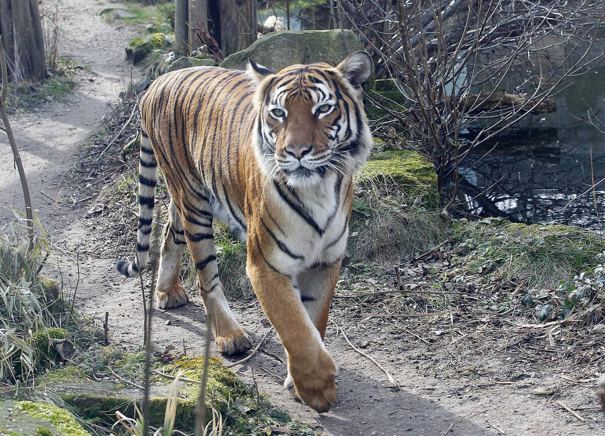 Bergzoo Halle Indochinatigerin Girl