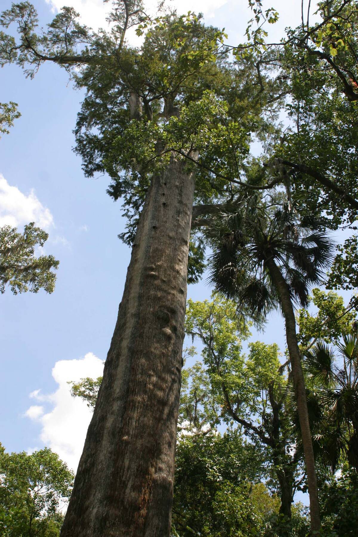 Big Tree Park, The Senator