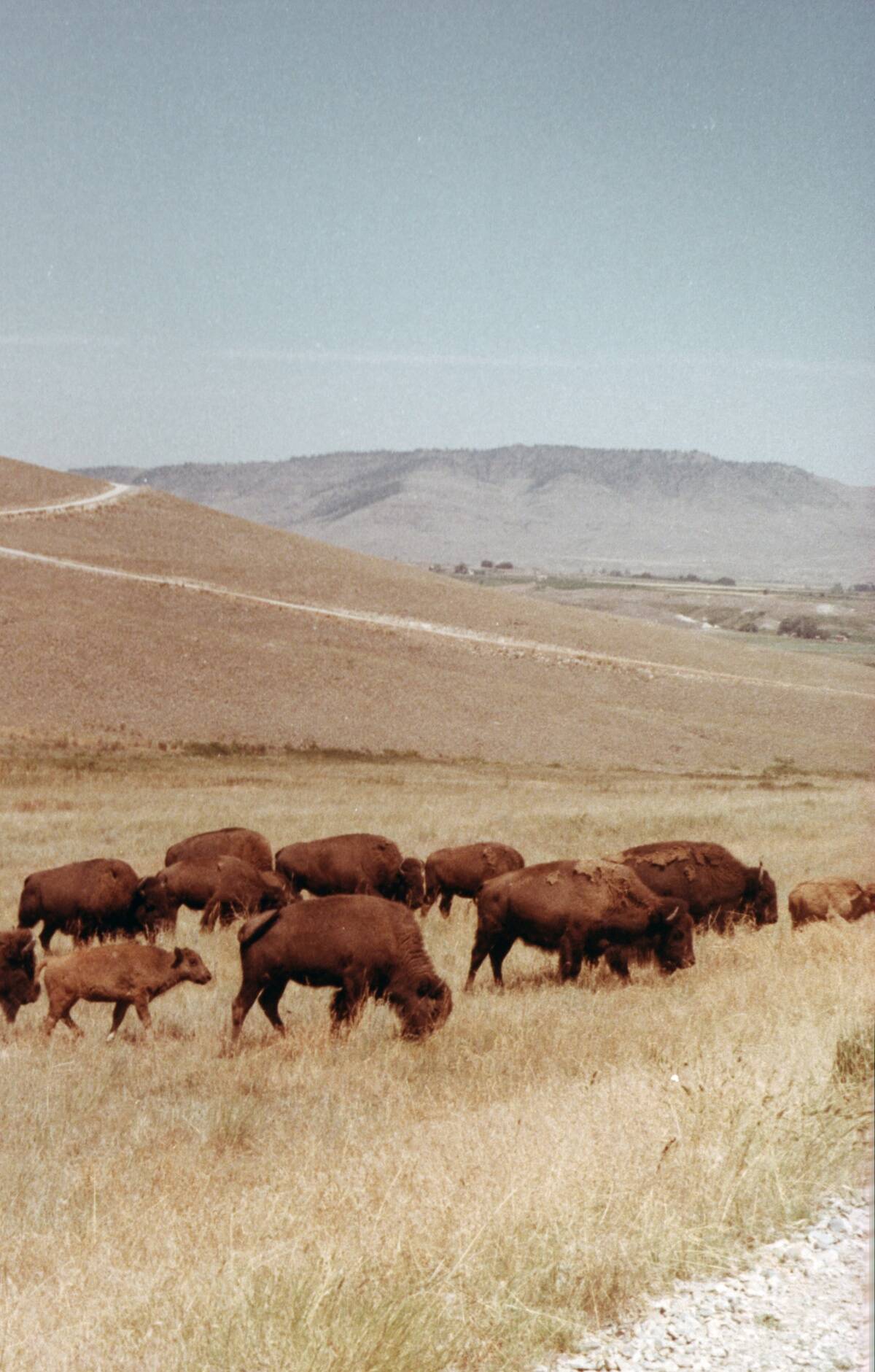 Buffalo Graving On The Prairie