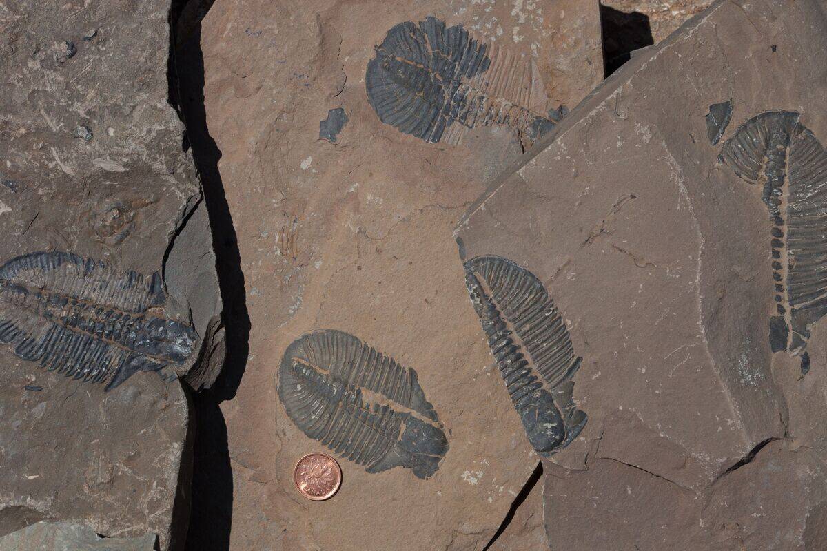 Cambrian trilobites, Burgess Shale, Yoho National Park, British Columbia, Canada