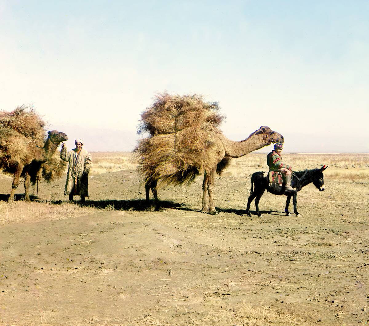 Camel Caravan Carrying Thorns For Fodder