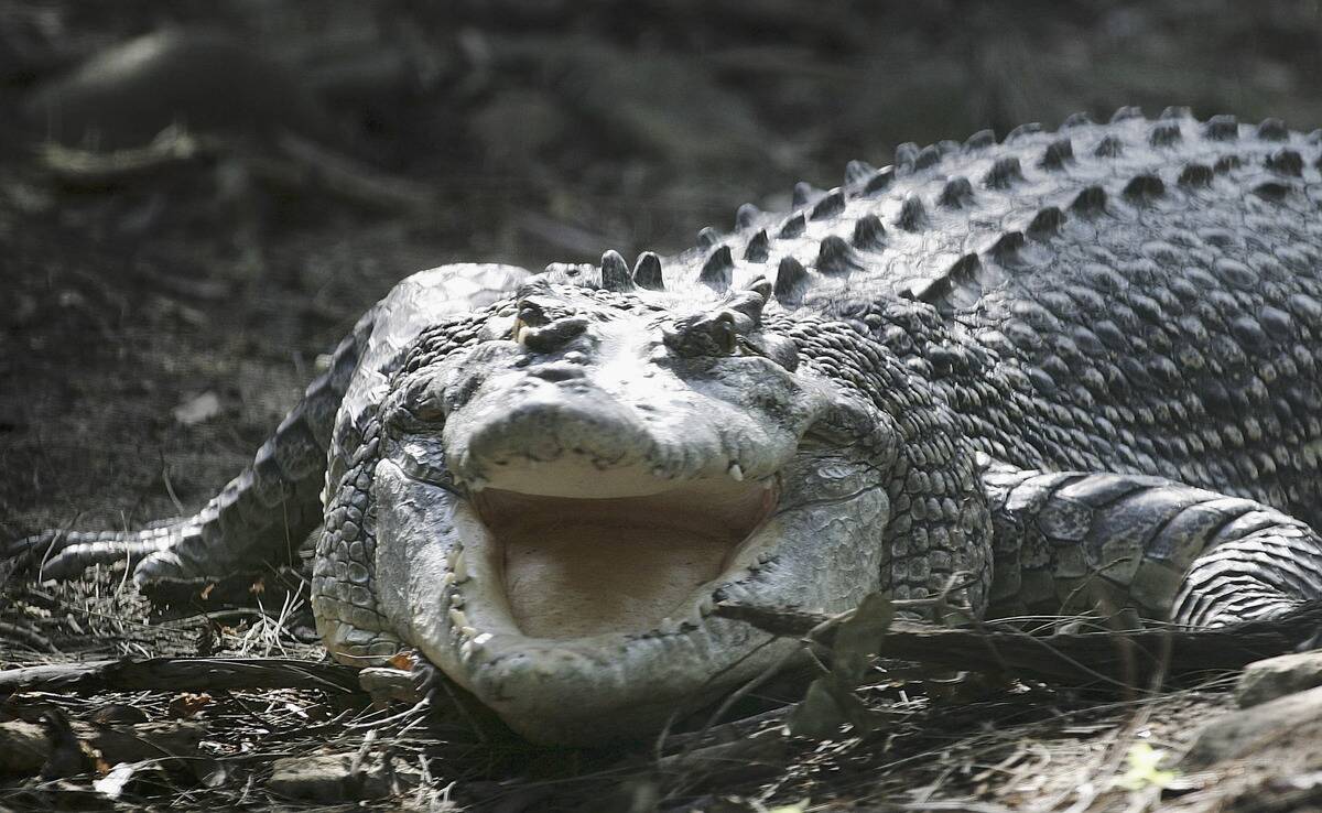 Cane Toads Blamed For Crocodile Deaths