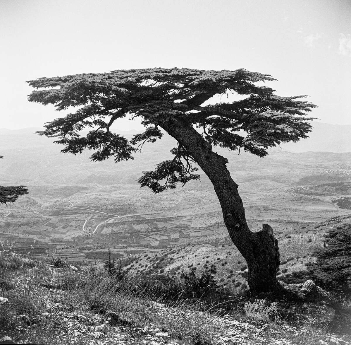 Cedar of Lebanon