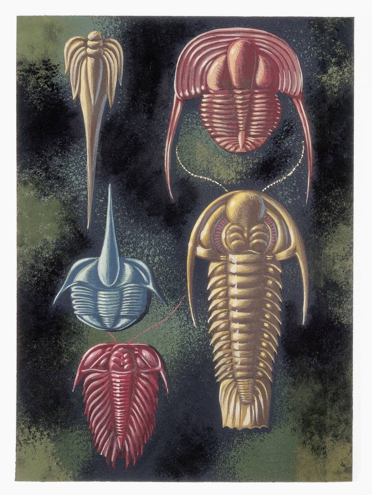 Close-up of trilobite fossils (Calymene breviceps)