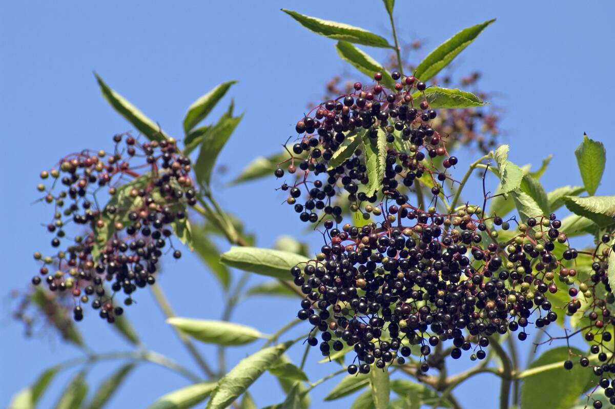 Common elderberry