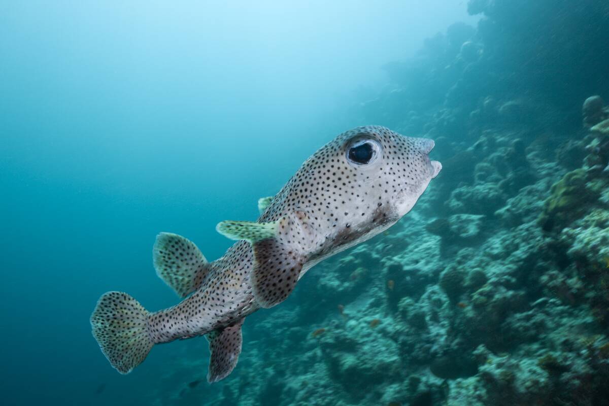 Common Porcupinefish, Diodon hystrix, Medhu Faru Reef, South Male Atoll, Maldives