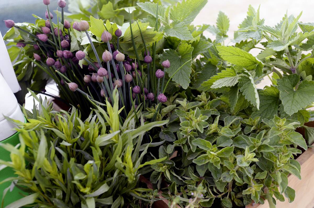 Cooking with new products at the farmers market