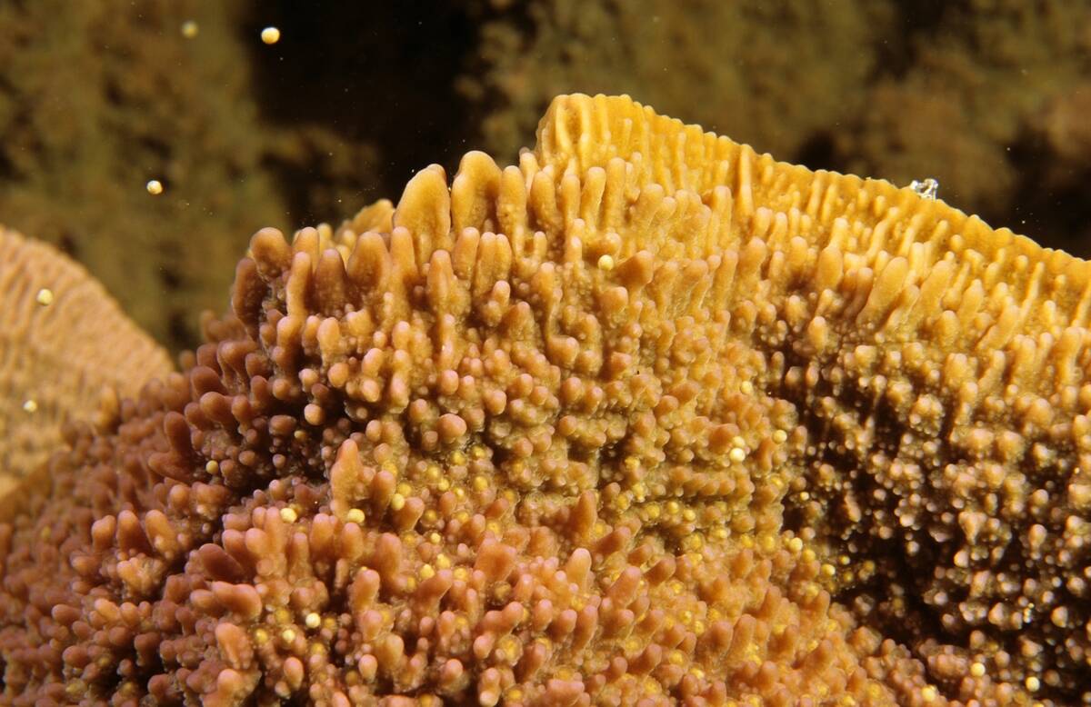 Coral spawning,