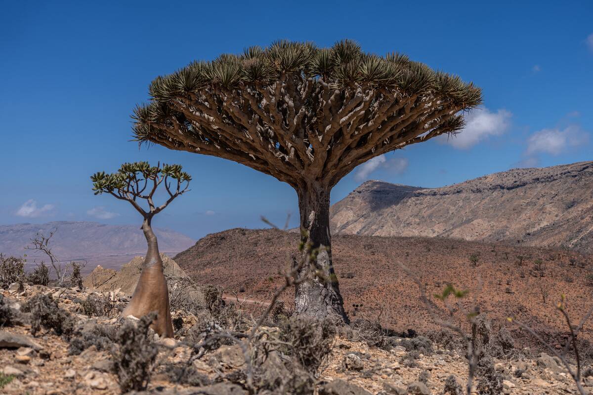 Daily Life In Socotra, Edenic Island Buffered By Geography From Yemen's Mainland Turmoil
