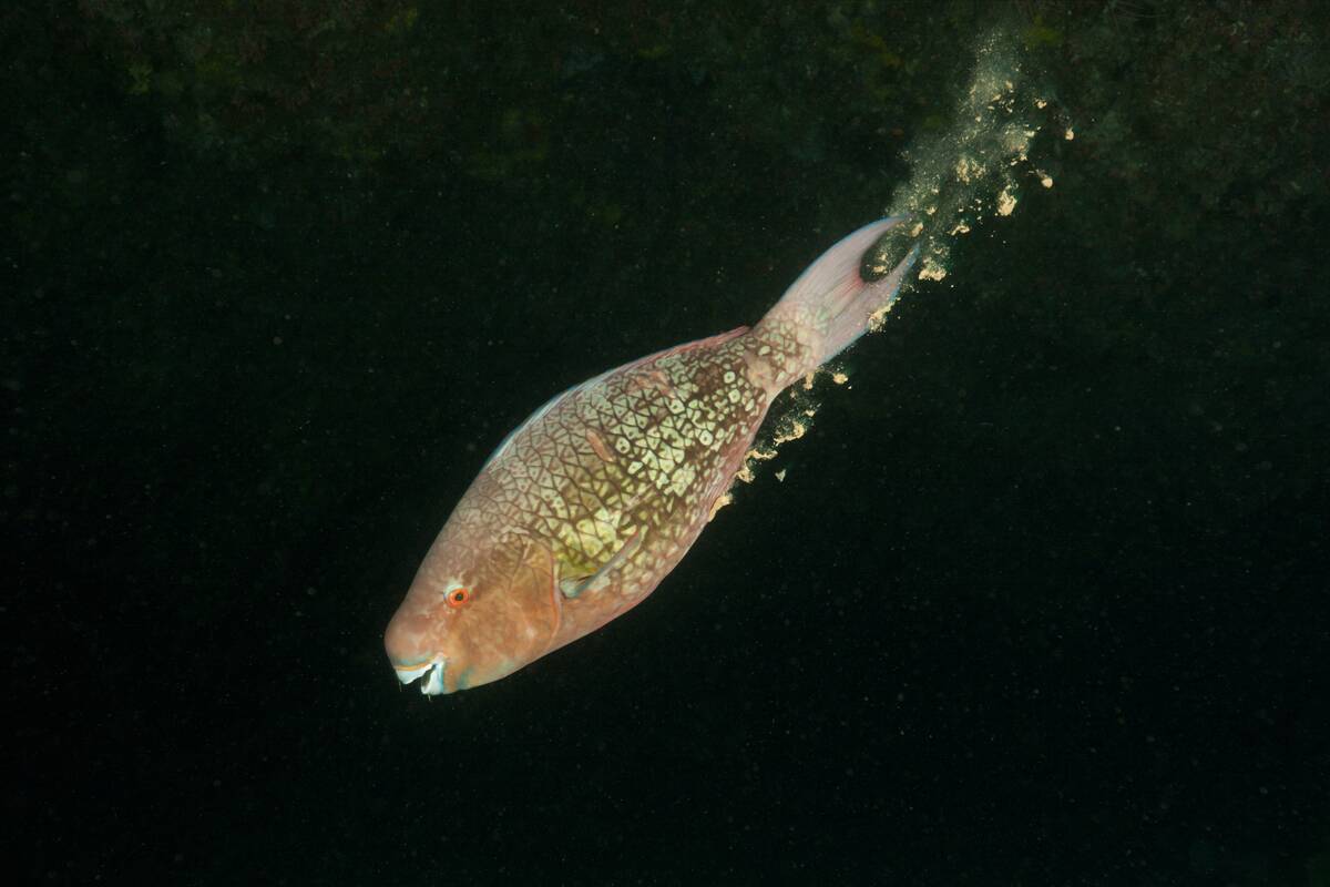 Defecating Redlip Parrotfish, Scarus rubrovioleaceus, Himendhoo Thila, North Ari Atoll, Maldives